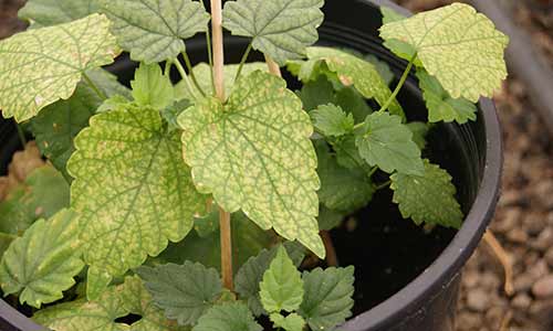 Detección de patógenos  