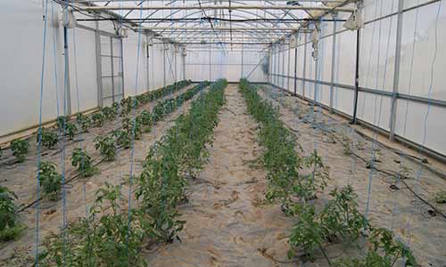 Producción agronomica 
